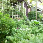 Jungle The whole yard was a jungle from the heavy rains this spring.